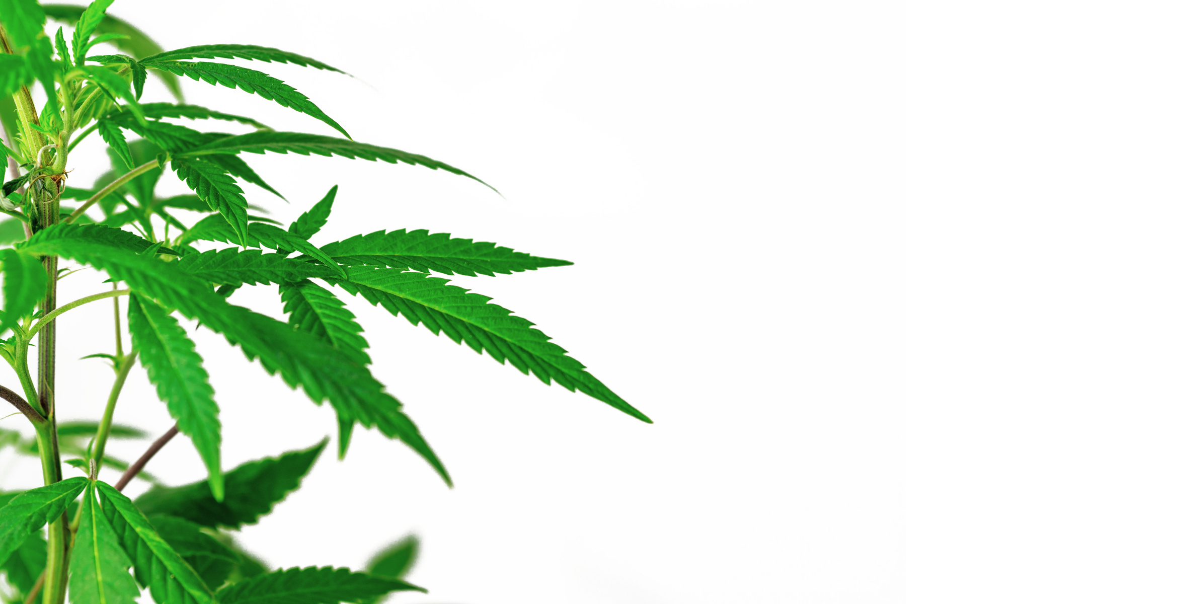 Leafy medical Cannabis plant isolated on white background wi