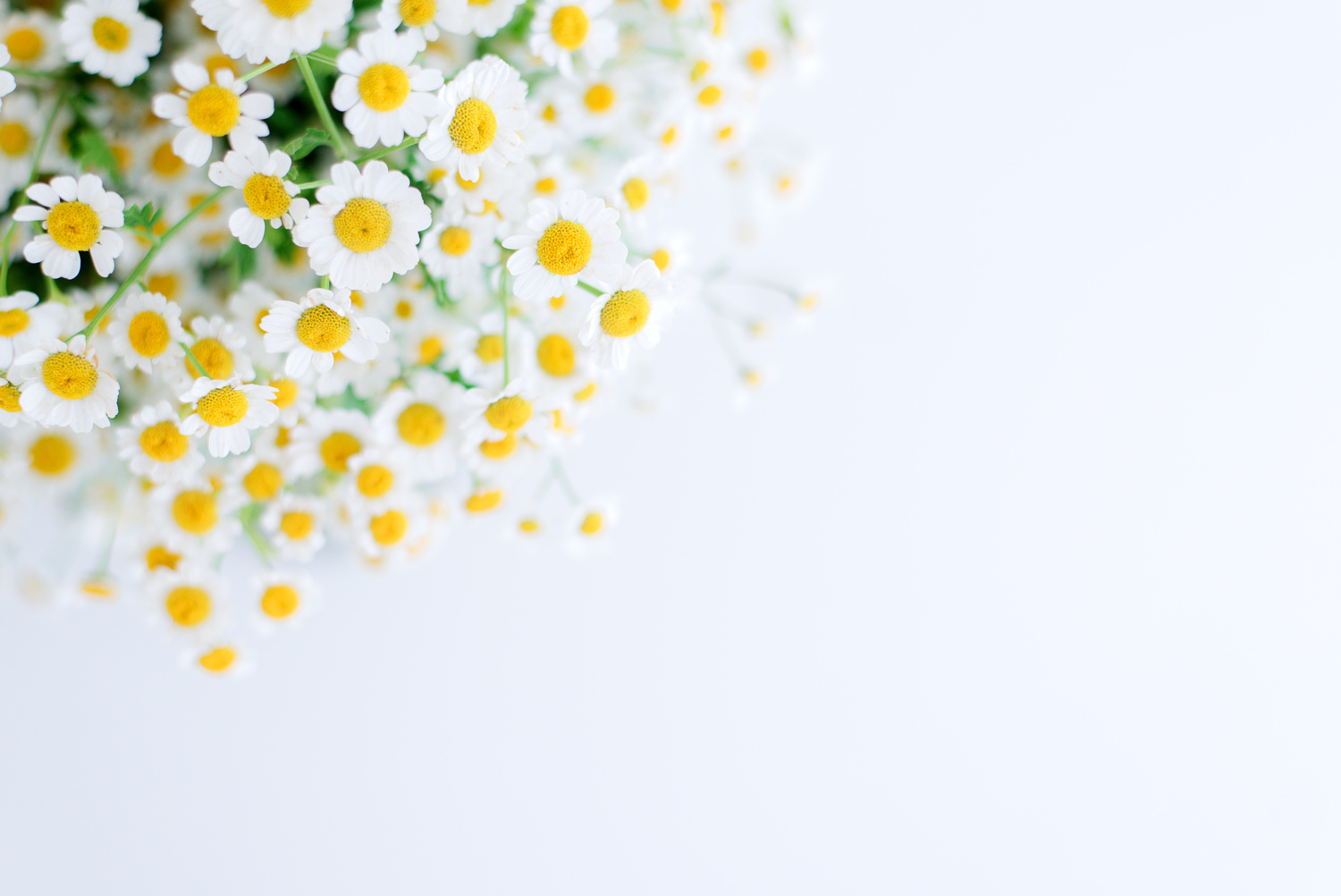 Big bouquet of chamomiles on white background